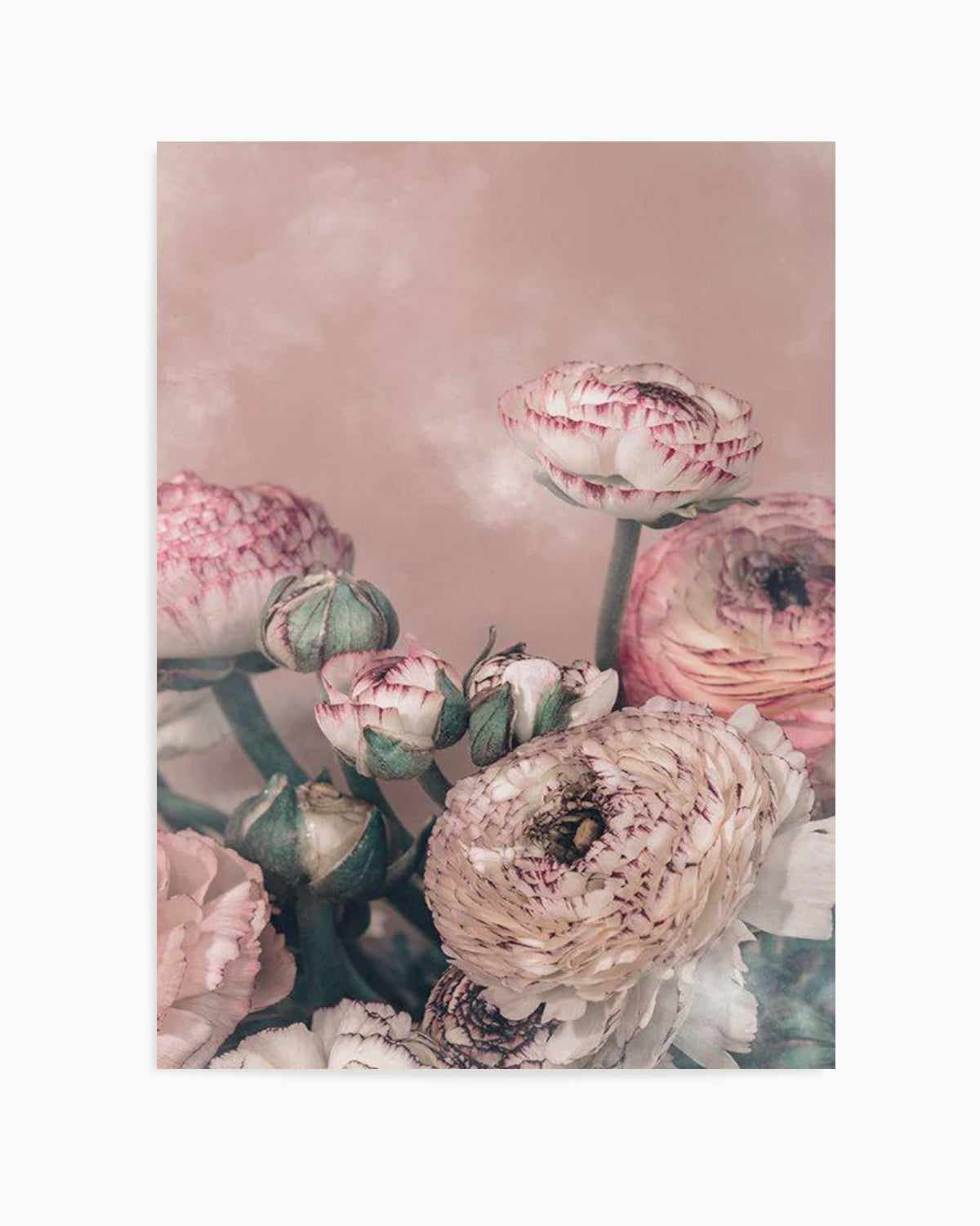 Blush Ranunculus Art Print