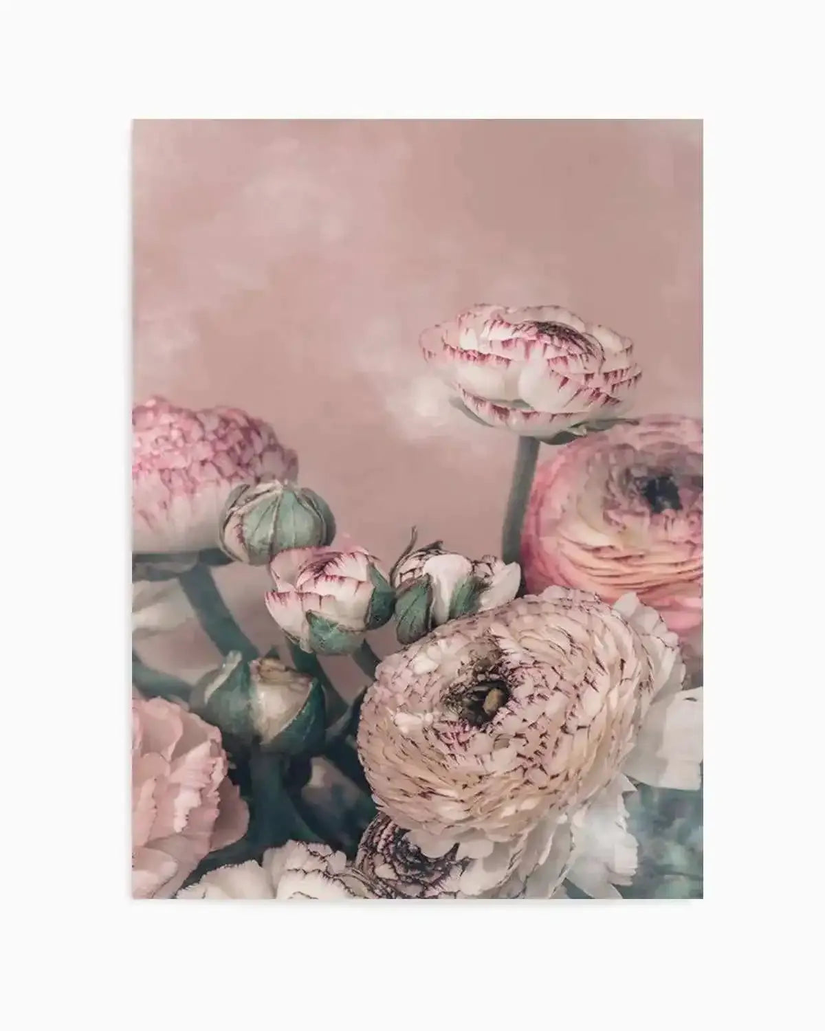 Blush Ranunculus Art Print from Olive et Oriel where you can shop wallpaper and artworks online