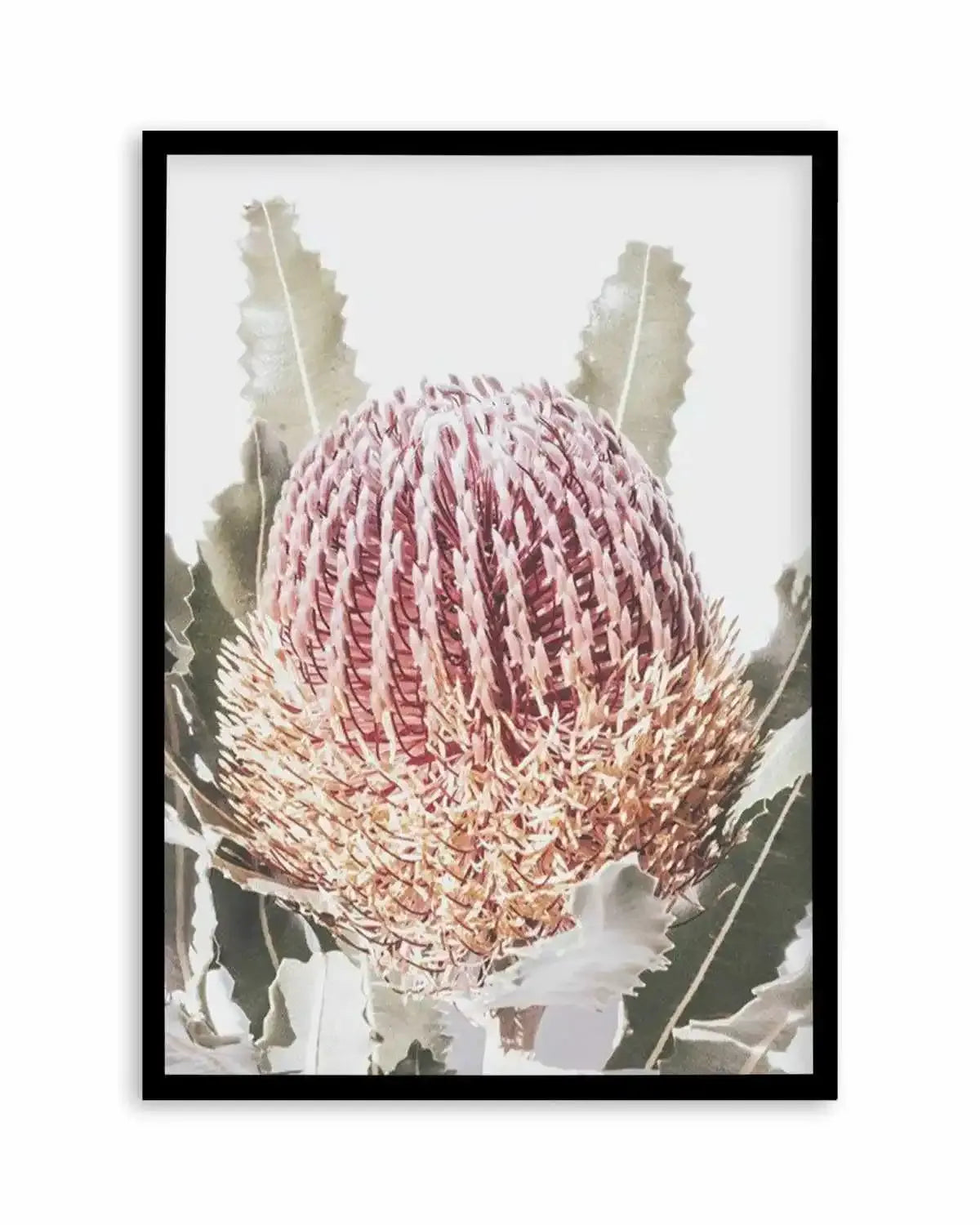 Blushing Banksia I | PT Art Print from Olive et Oriel where you can shop wallpaper and artworks online
