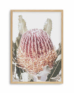 Blushing Banksia I | PT Art Print