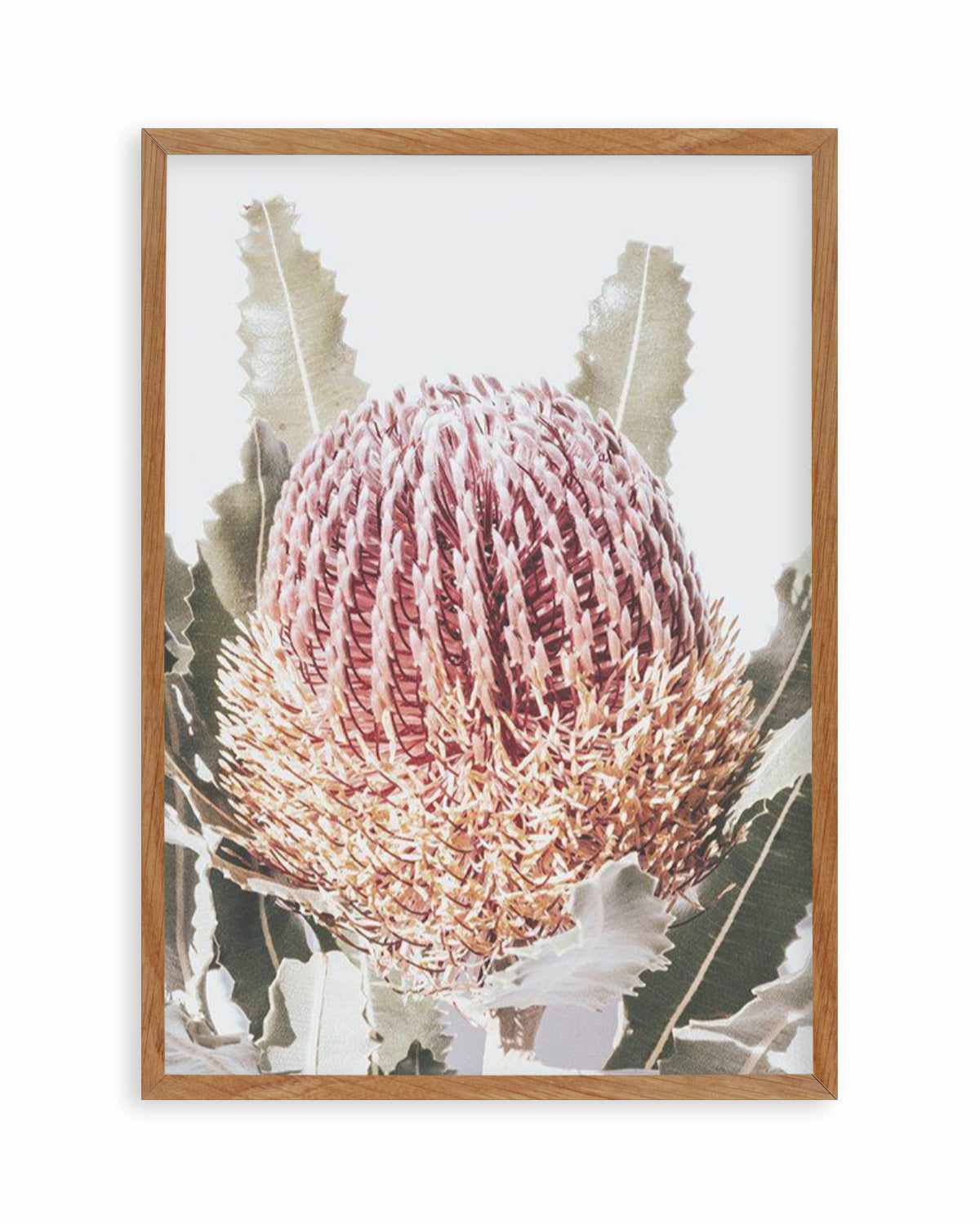 Blushing Banksia I | PT Art Print