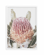 Blushing Banksia I | PT Art Print