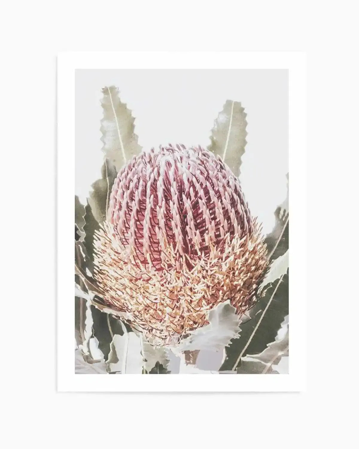 Blushing Banksia I | PT Art Print from Olive et Oriel where you can shop wallpaper and artworks online