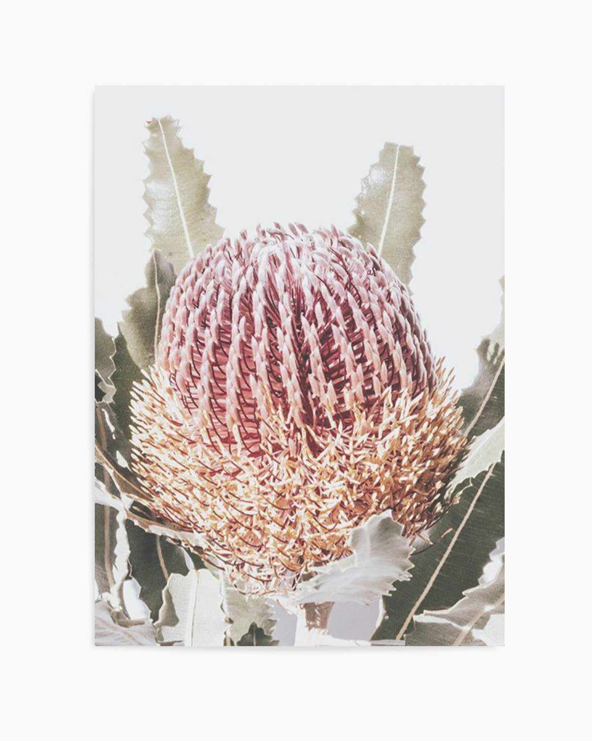 Blushing Banksia I | PT Art Print