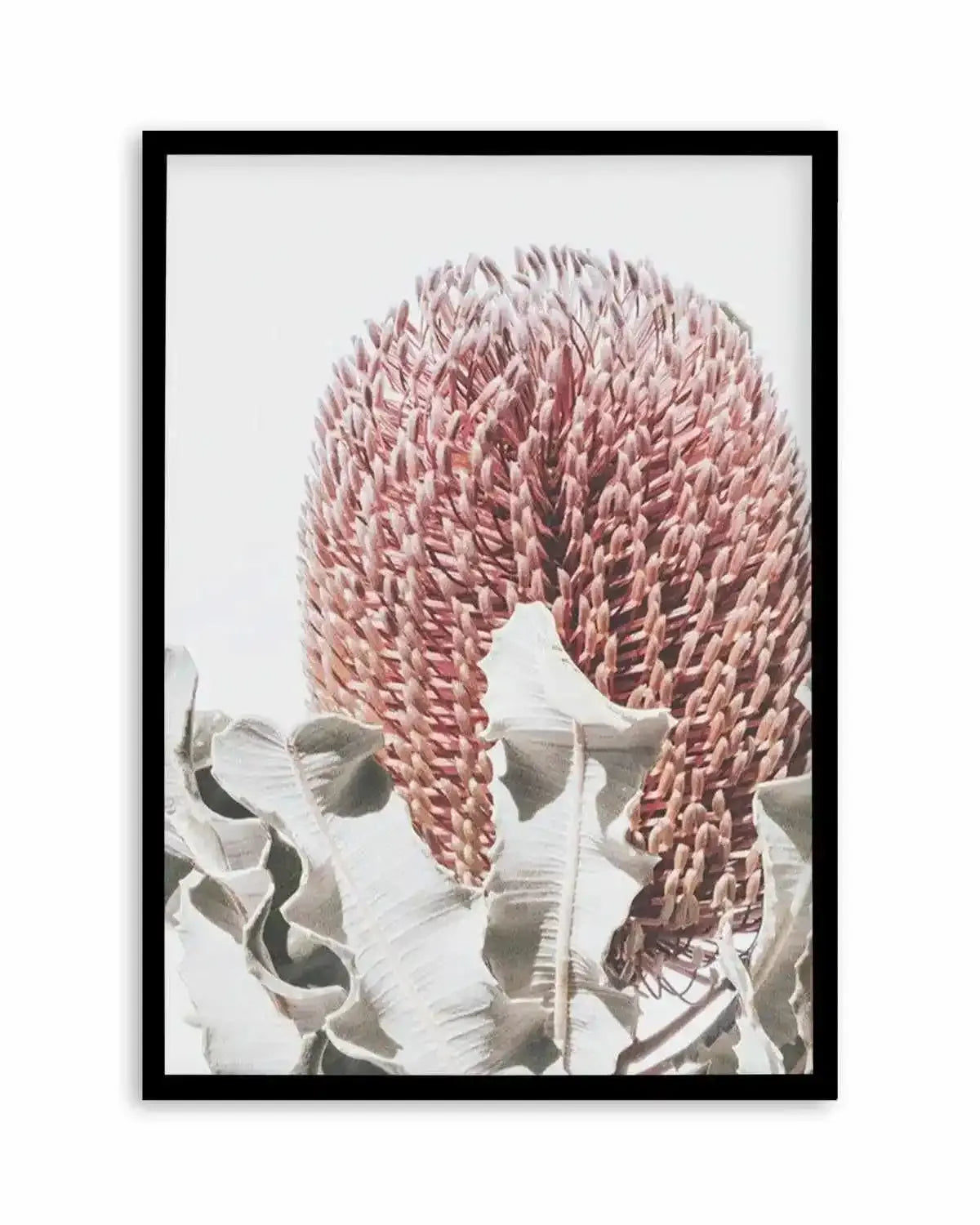 Blushing Banksia II | PT Art Print from Olive et Oriel where you can shop wallpaper and artworks online