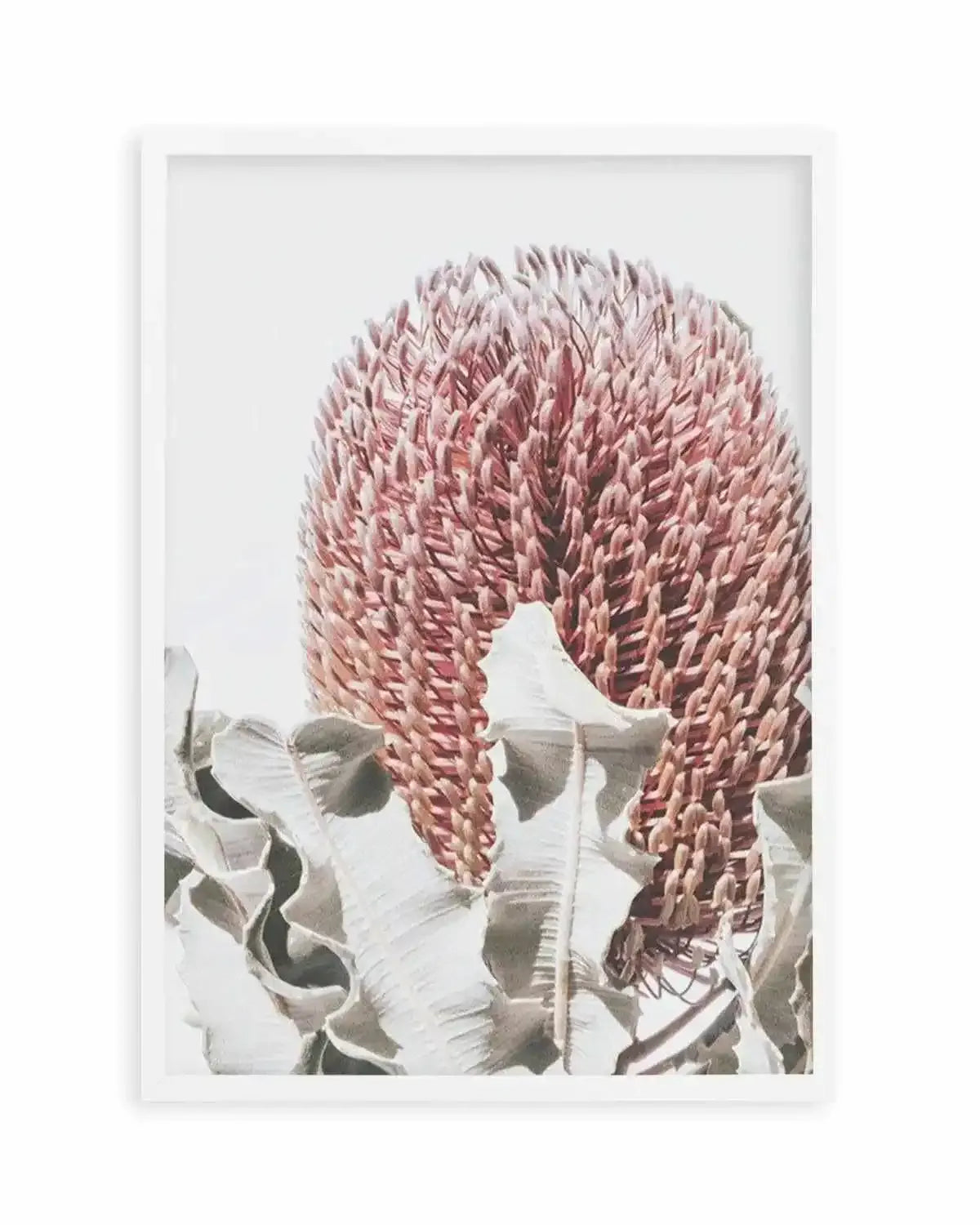 Blushing Banksia II | PT Art Print from Olive et Oriel where you can shop wallpaper and artworks online