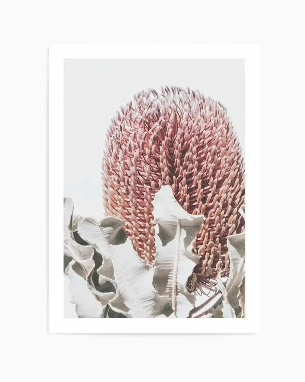 Blushing Banksia II | PT Art Print from Olive et Oriel where you can shop wallpaper and artworks online