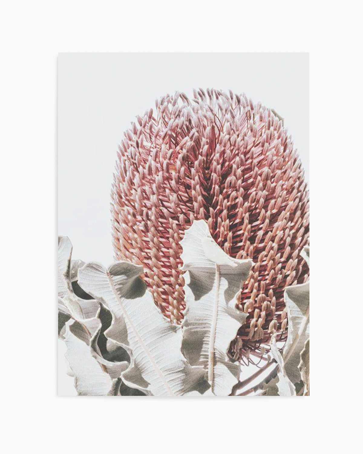 Blushing Banksia II | PT Art Print