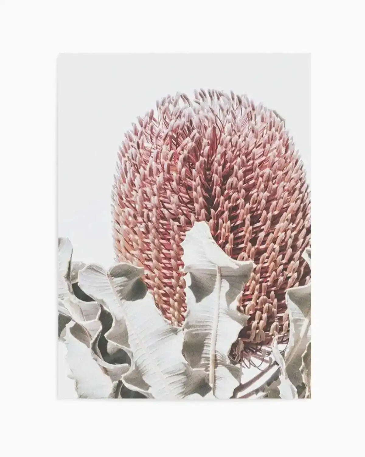 Blushing Banksia II | PT Art Print from Olive et Oriel where you can shop wallpaper and artworks online