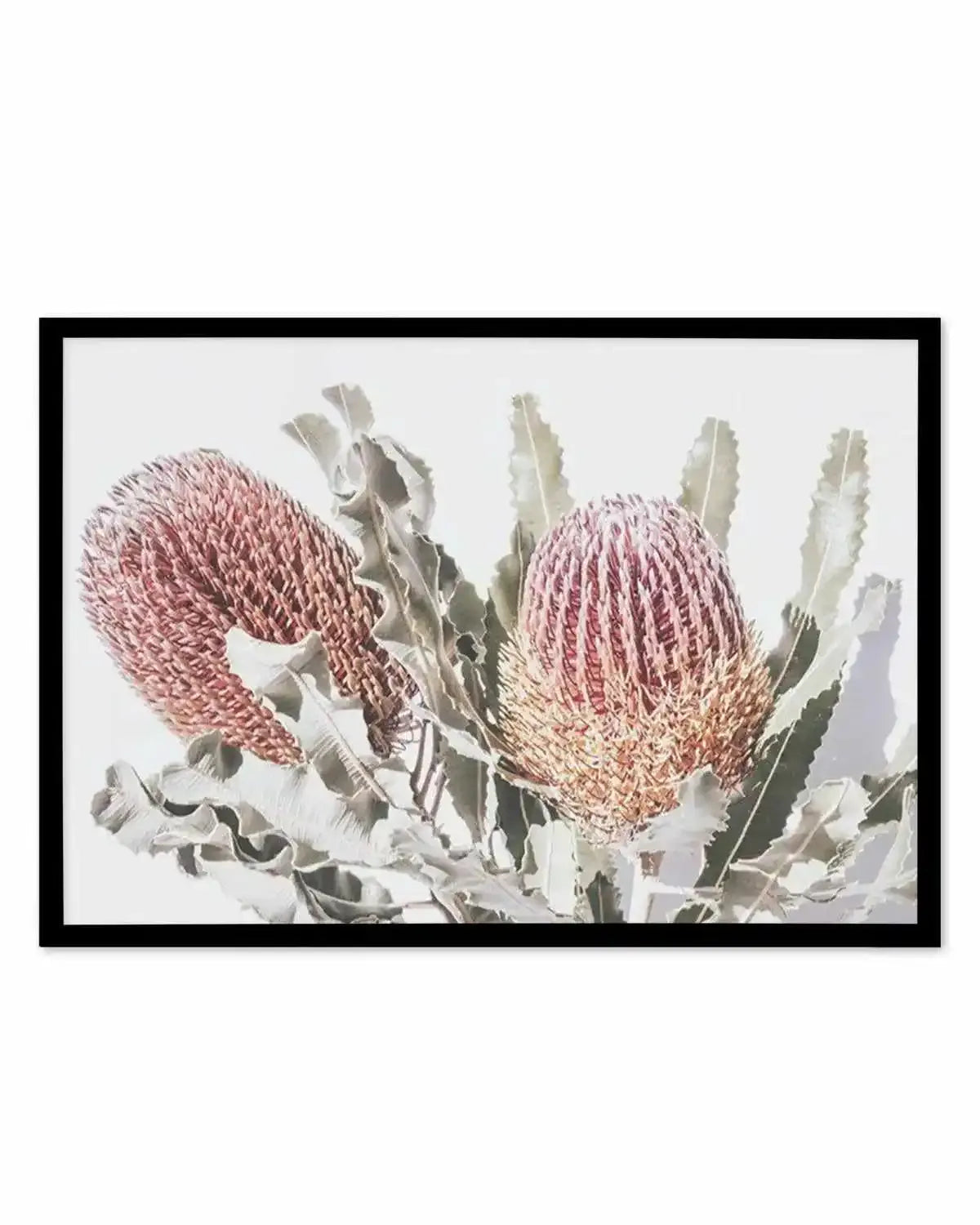 Blushing Banksia | LS Art Print from Olive et Oriel where you can shop wallpaper and artworks online