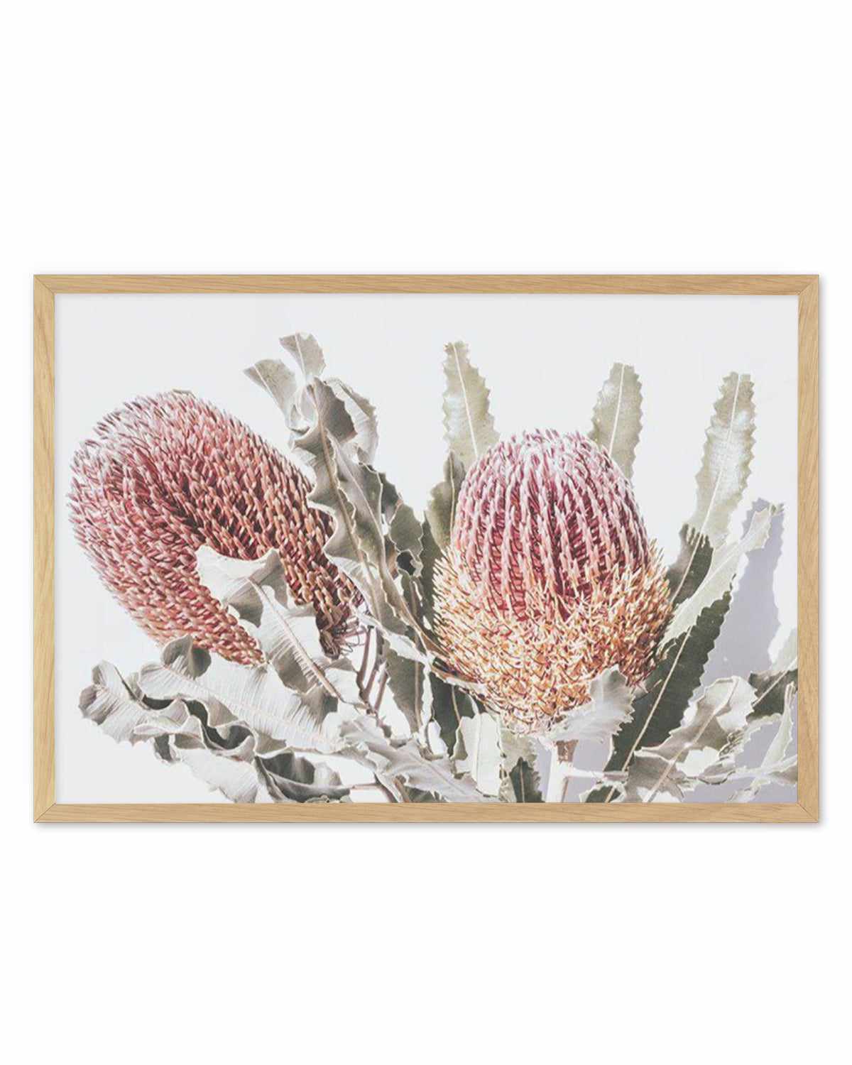 Blushing Banksia | LS Art Print