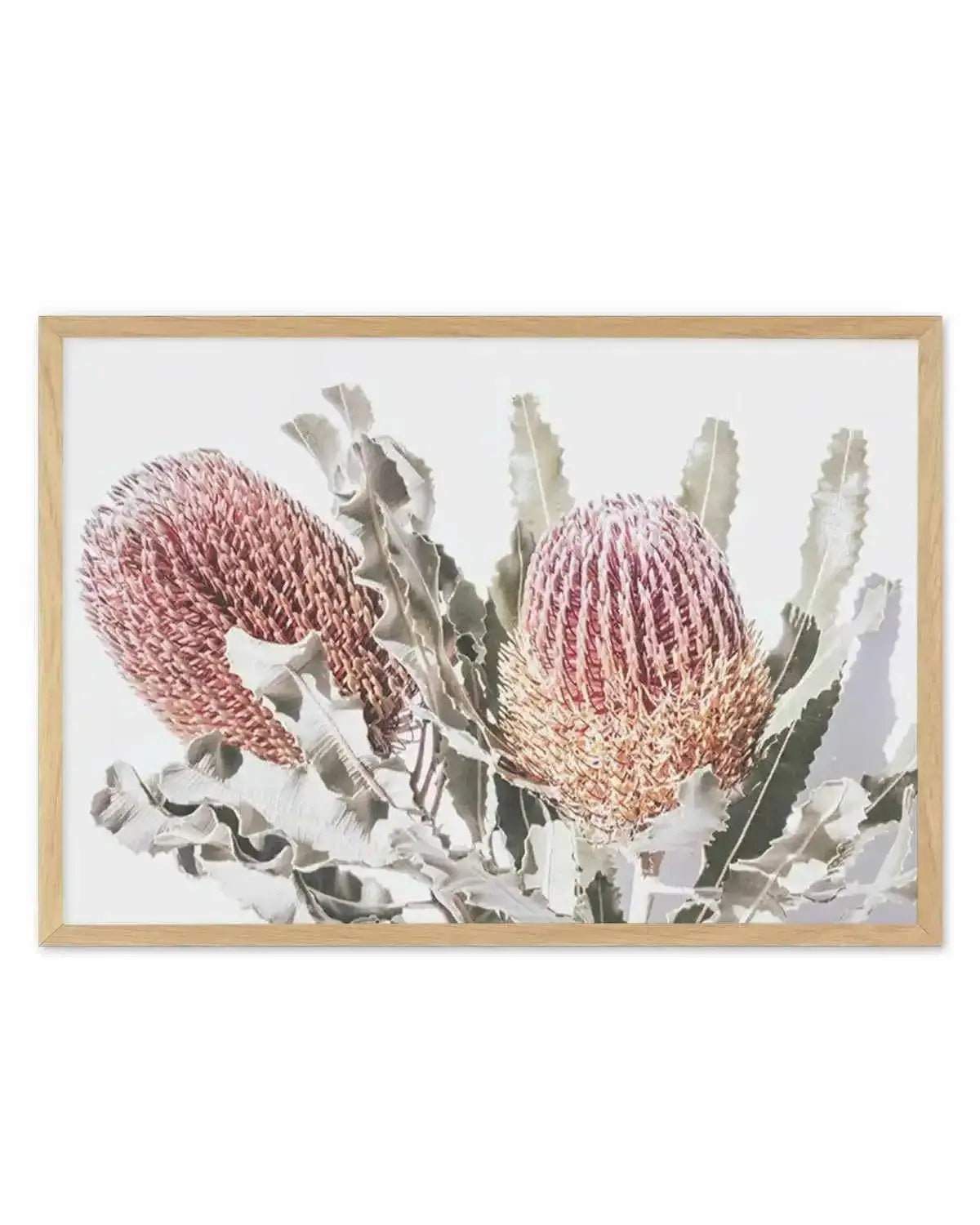 Blushing Banksia | LS Art Print from Olive et Oriel where you can shop wallpaper and artworks online