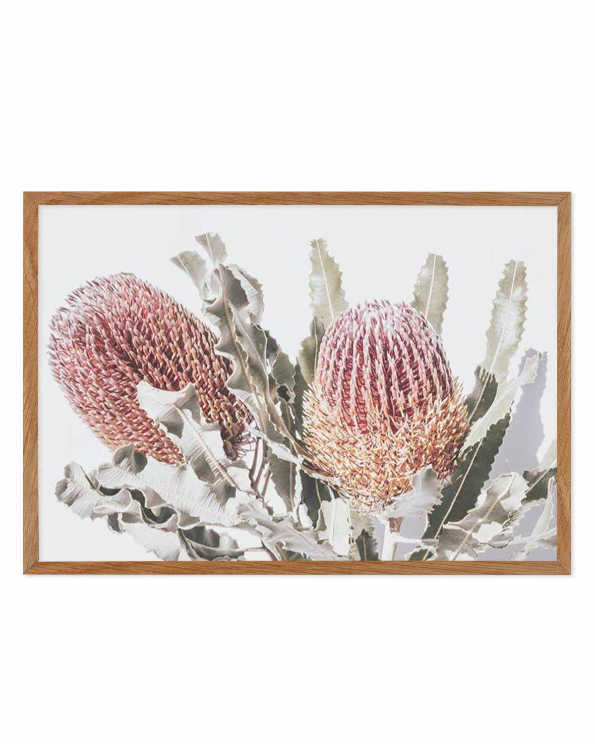 Blushing Banksia | LS Art Print