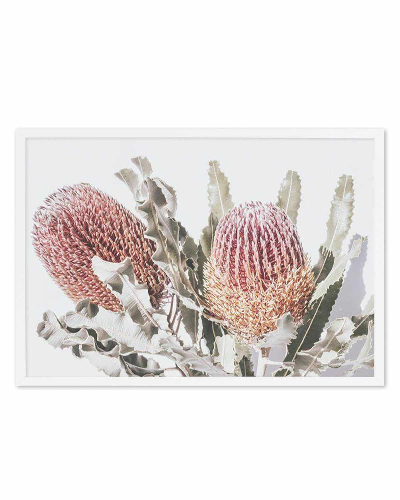 Blushing Banksia | LS Art Print