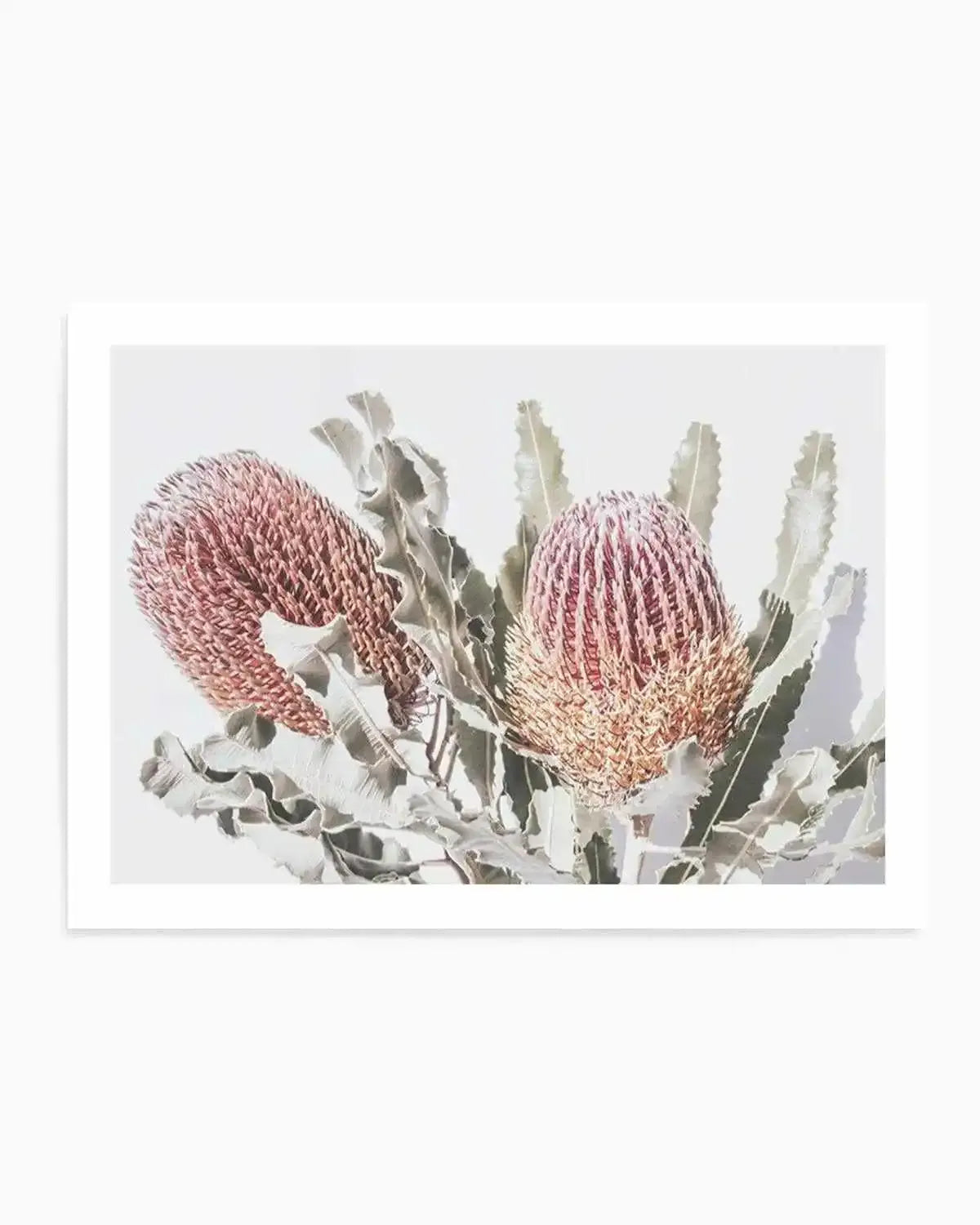 Blushing Banksia | LS Art Print from Olive et Oriel where you can shop wallpaper and artworks online
