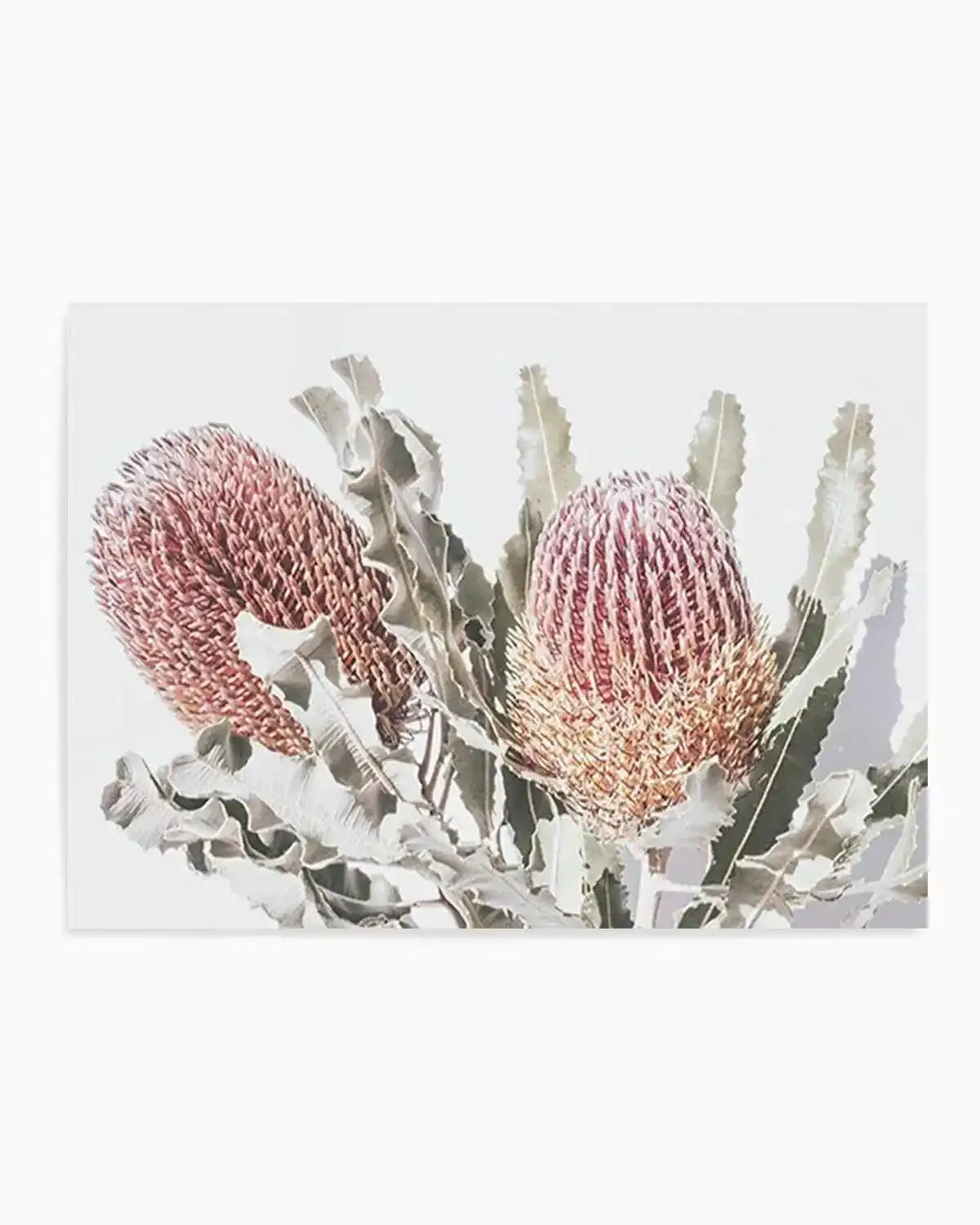 Blushing Banksia | LS Art Print from Olive et Oriel where you can shop wallpaper and artworks online
