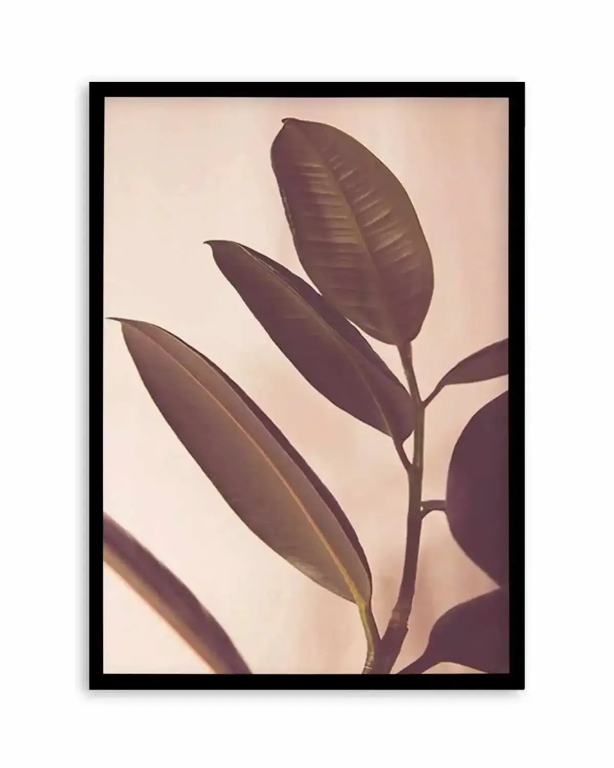 Blushing Ficus I Art Print from Olive et Oriel where you can shop wallpaper and artworks online