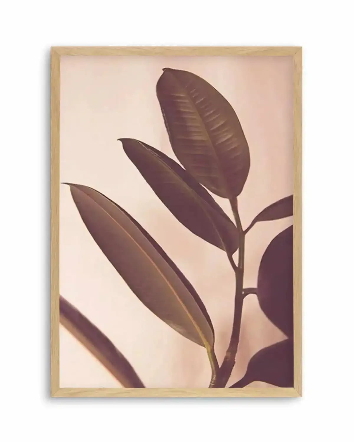 Blushing Ficus I Art Print from Olive et Oriel where you can shop wallpaper and artworks online