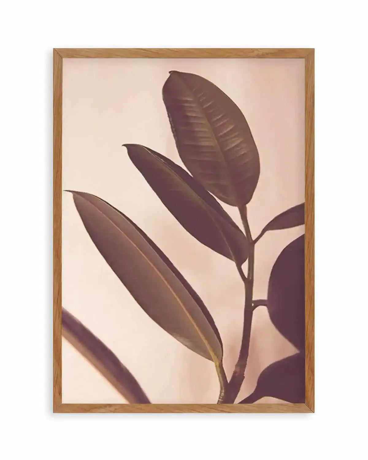 Blushing Ficus I Art Print from Olive et Oriel where you can shop wallpaper and artworks online
