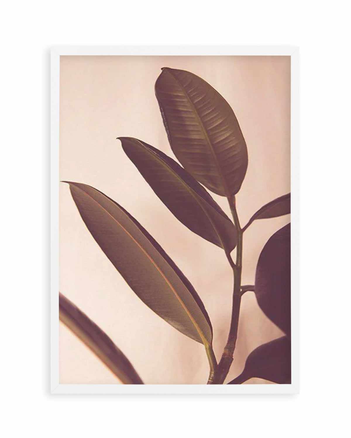 Blushing Ficus I Art Print