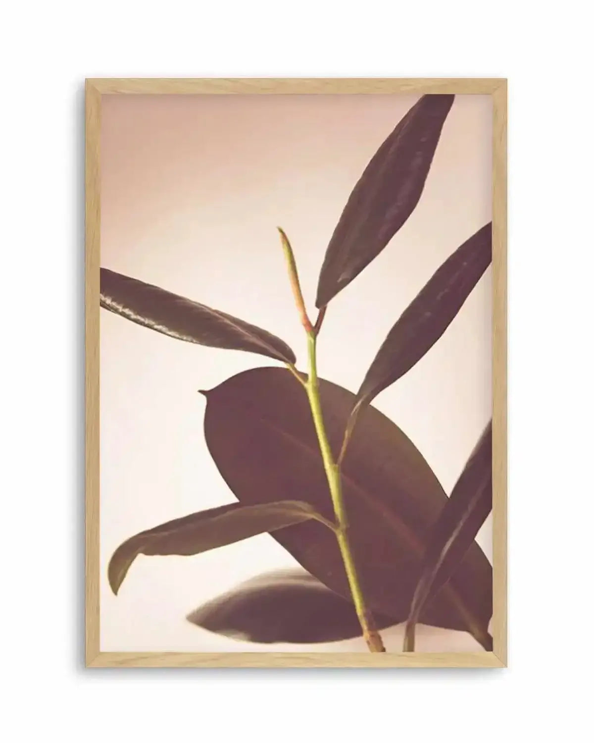 Blushing Ficus II Art Print from Olive et Oriel where you can shop wallpaper and artworks online