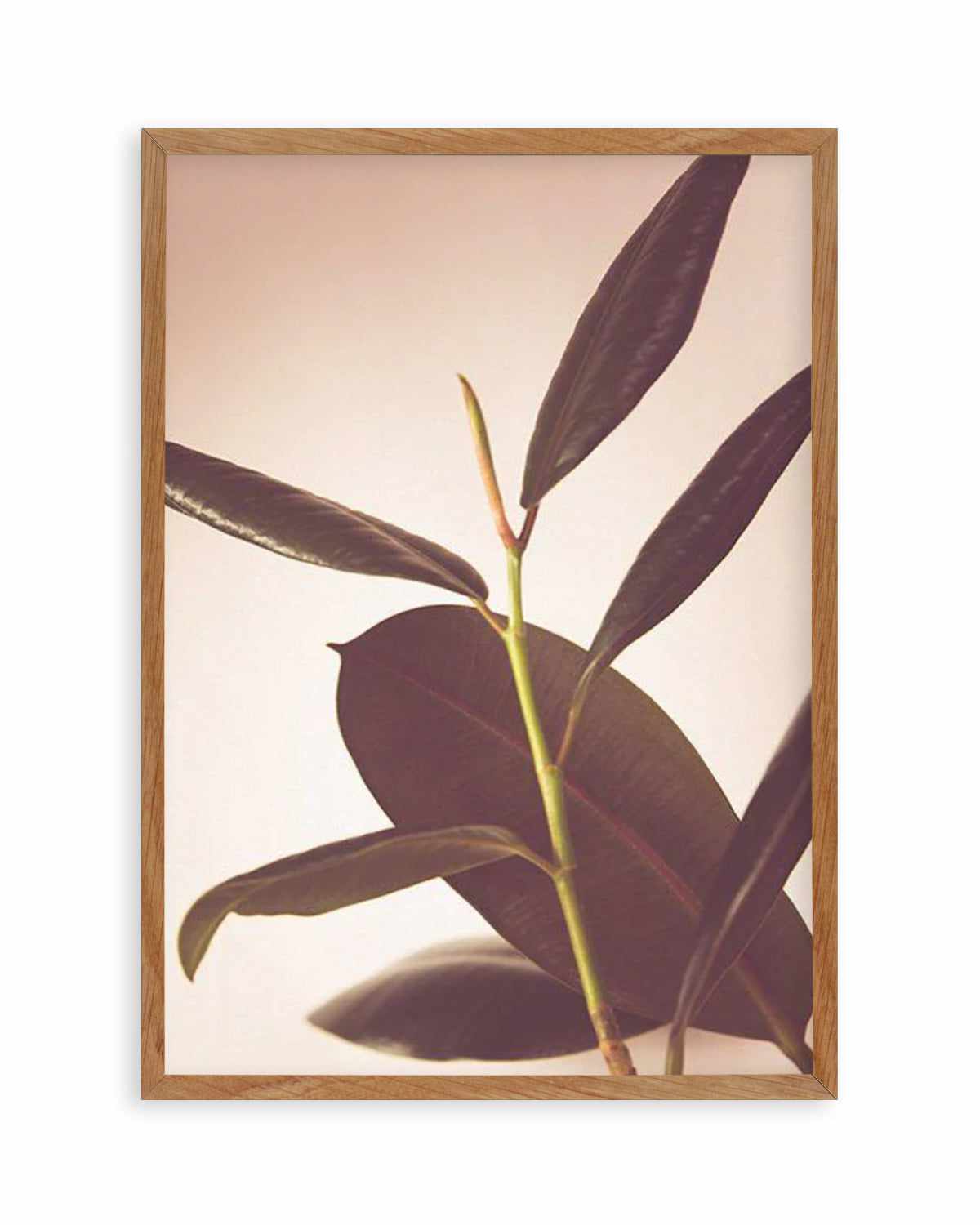 Blushing Ficus II Art Print