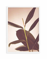 Blushing Ficus II Art Print