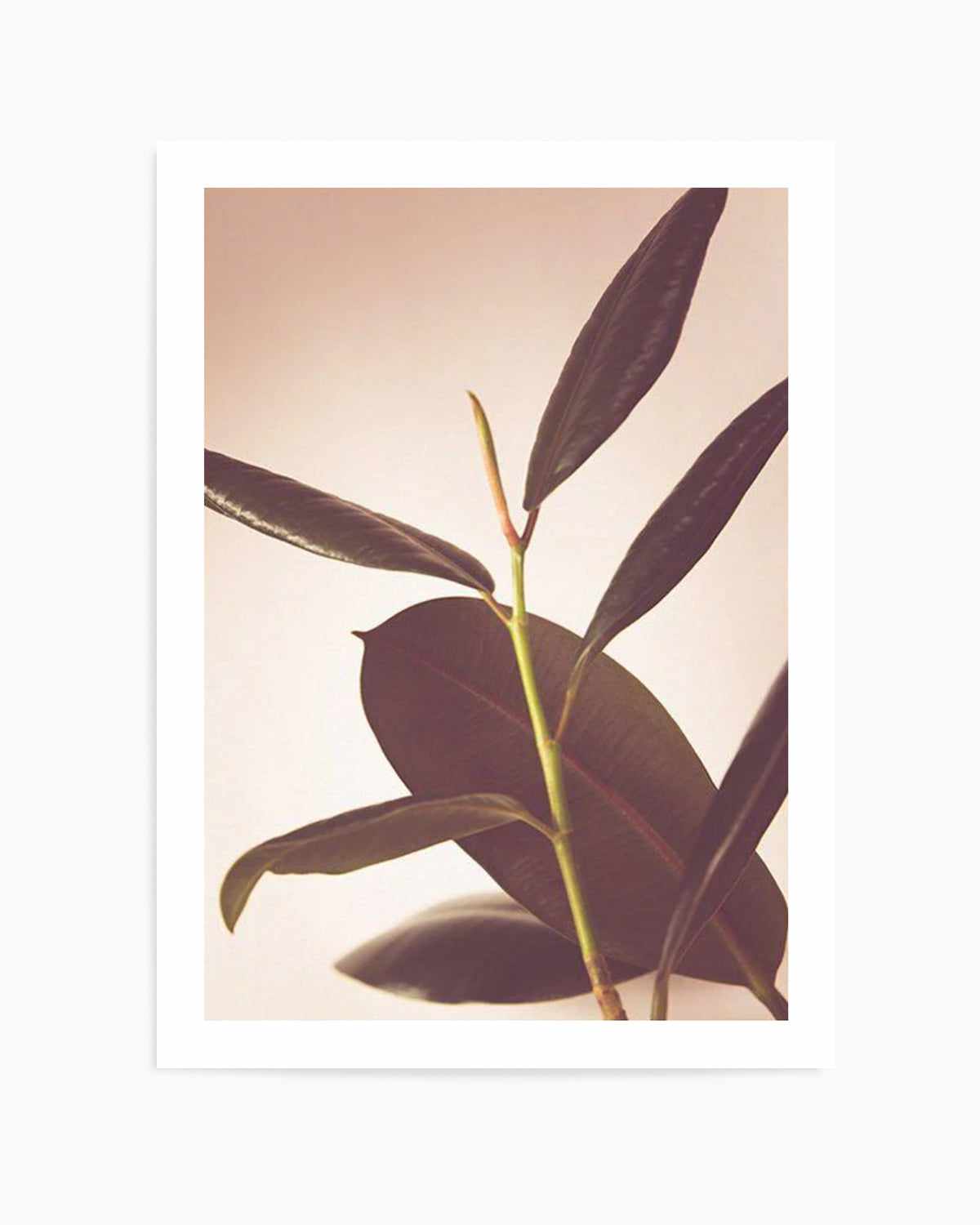 Blushing Ficus II Art Print