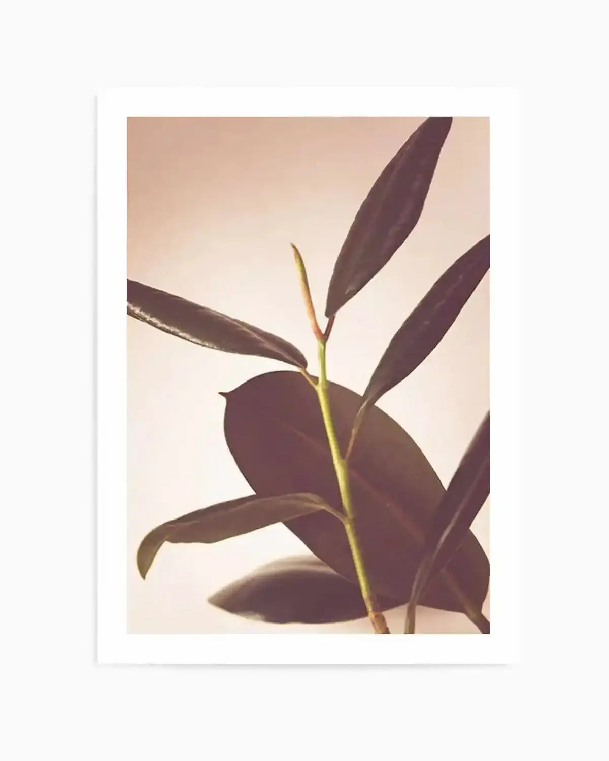 Blushing Ficus II Art Print from Olive et Oriel where you can shop wallpaper and artworks online