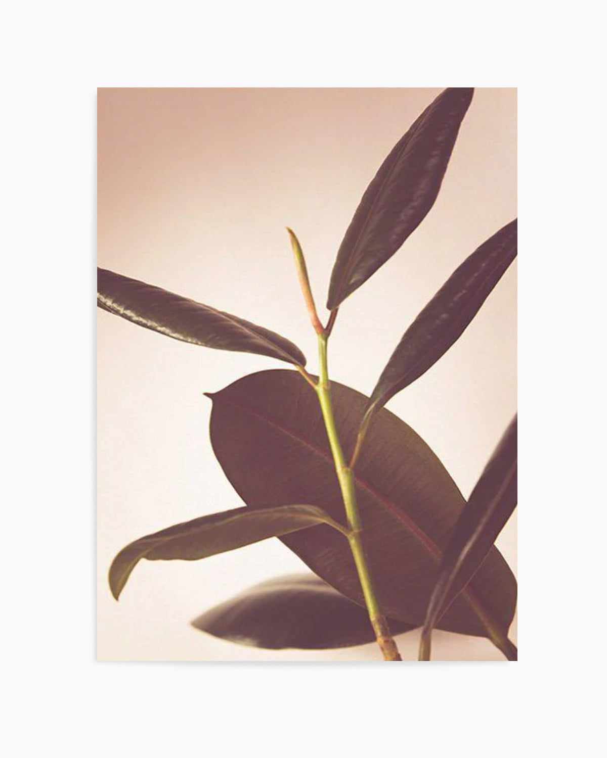 Blushing Ficus II Art Print