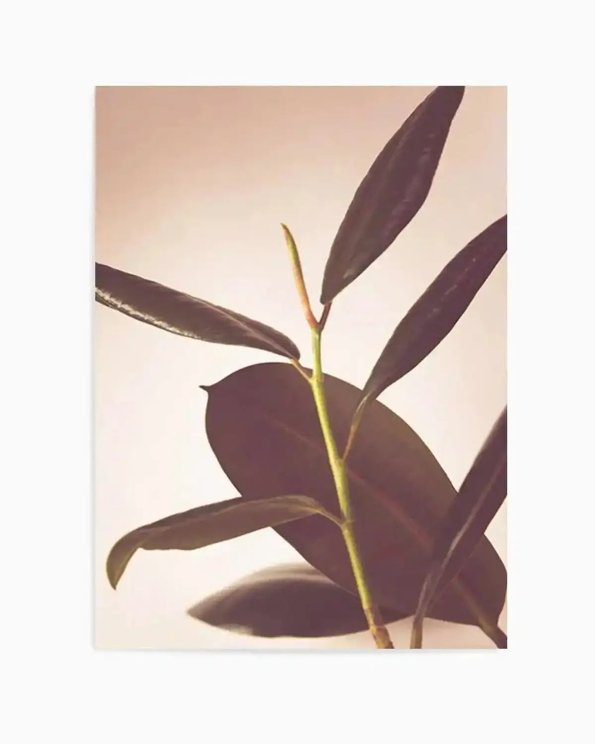 Blushing Ficus II Art Print from Olive et Oriel where you can shop wallpaper and artworks online