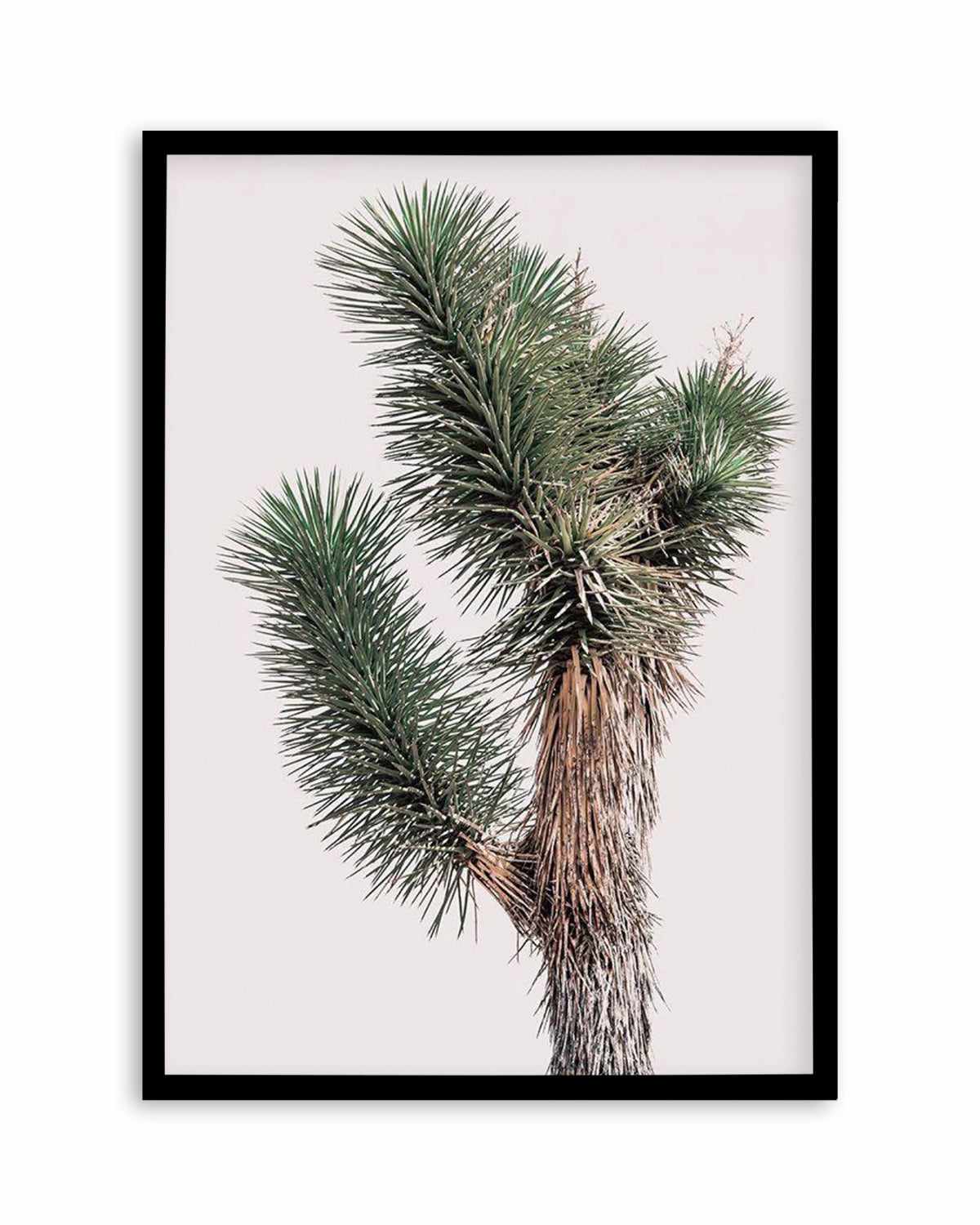 Blushing Joshua Tree I Art Print