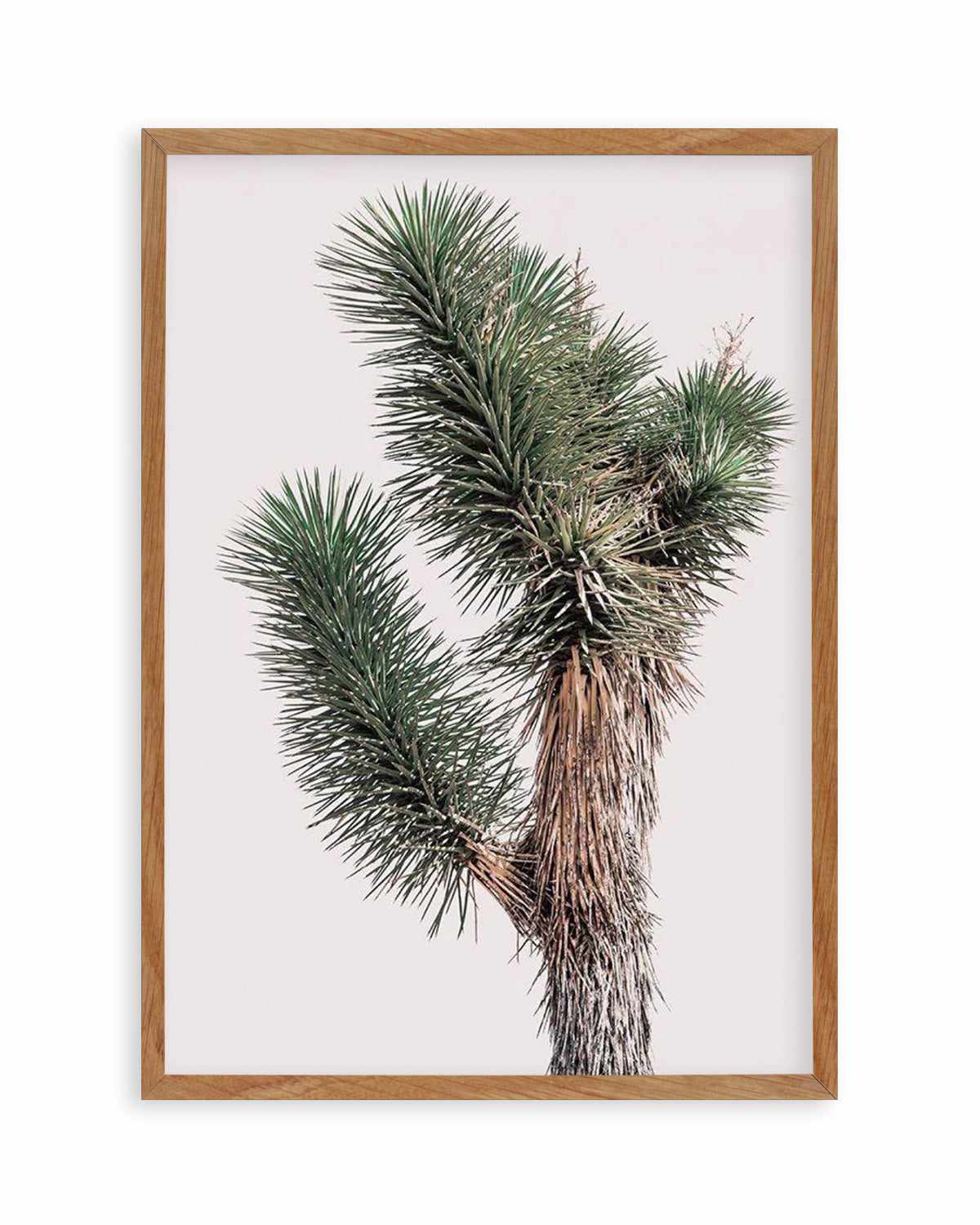 Blushing Joshua Tree I Art Print