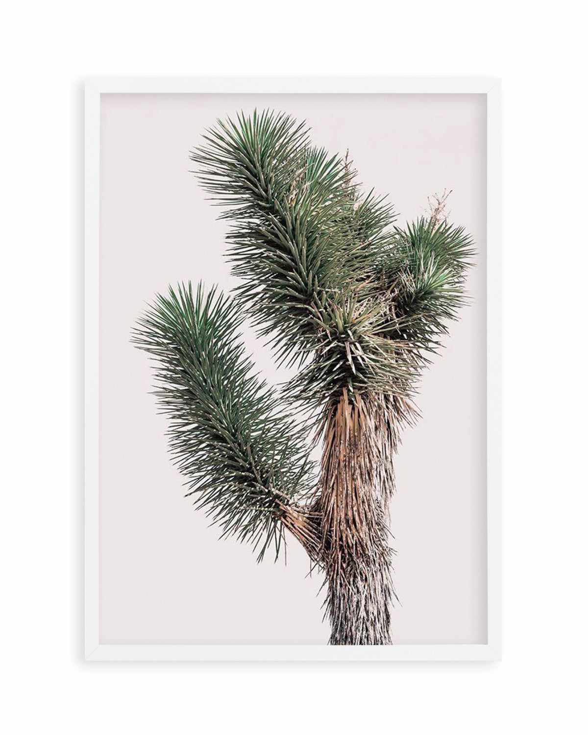 Blushing Joshua Tree I Art Print