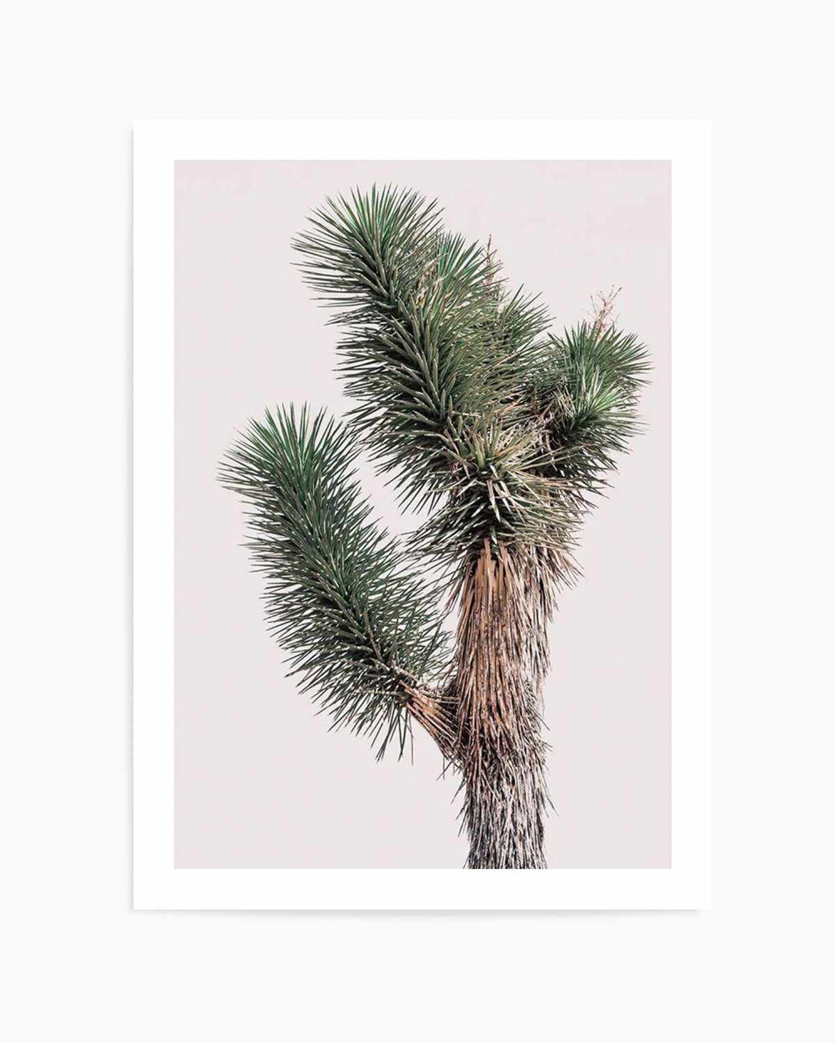 Blushing Joshua Tree I Art Print