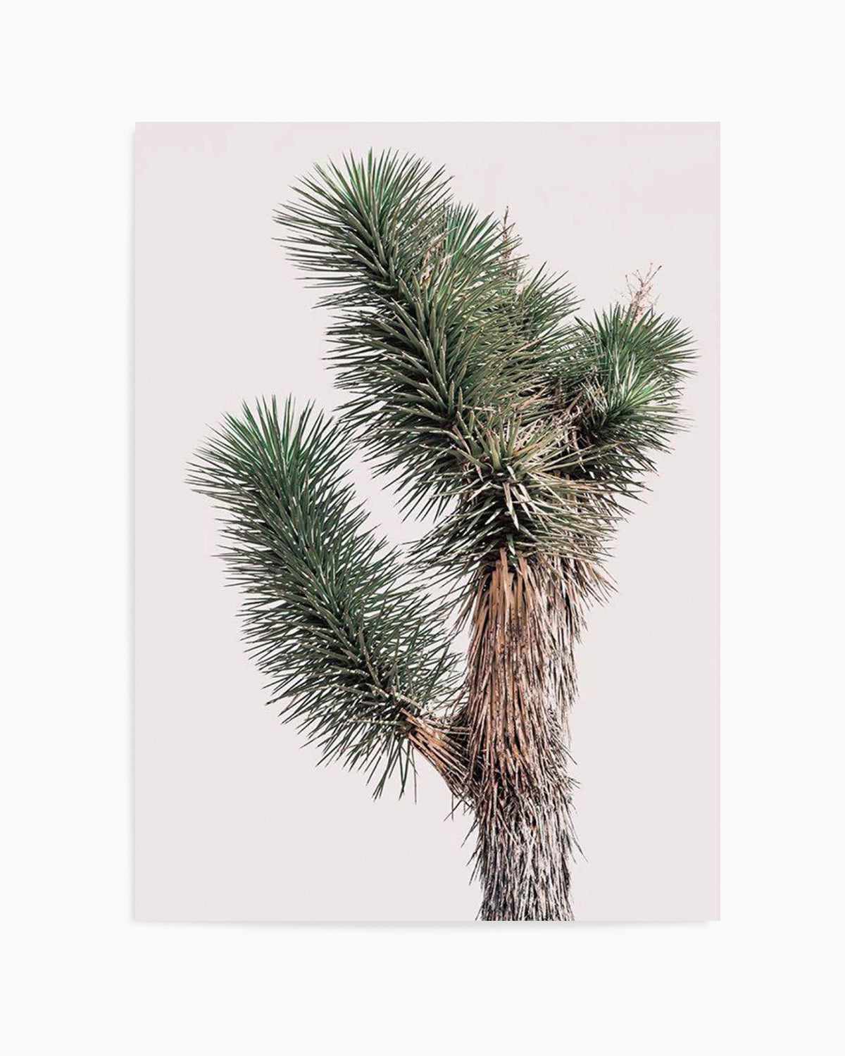 Blushing Joshua Tree I Art Print