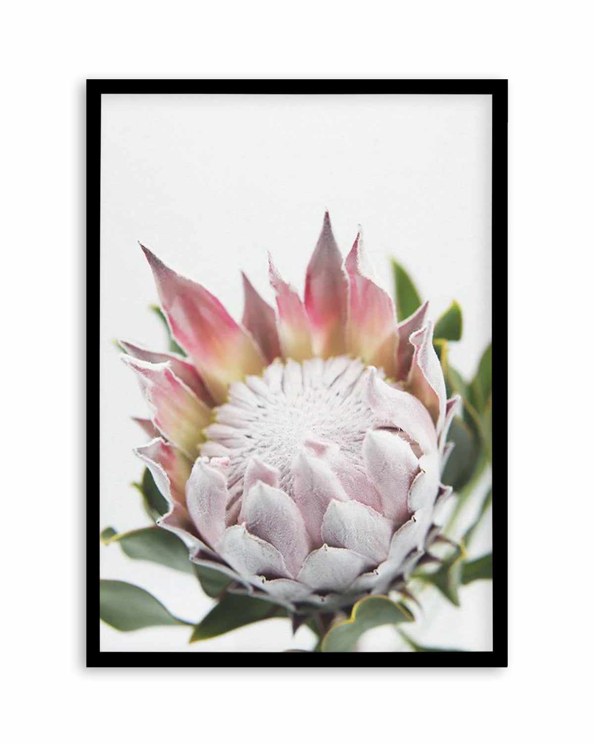 Blushing Protea Art Print