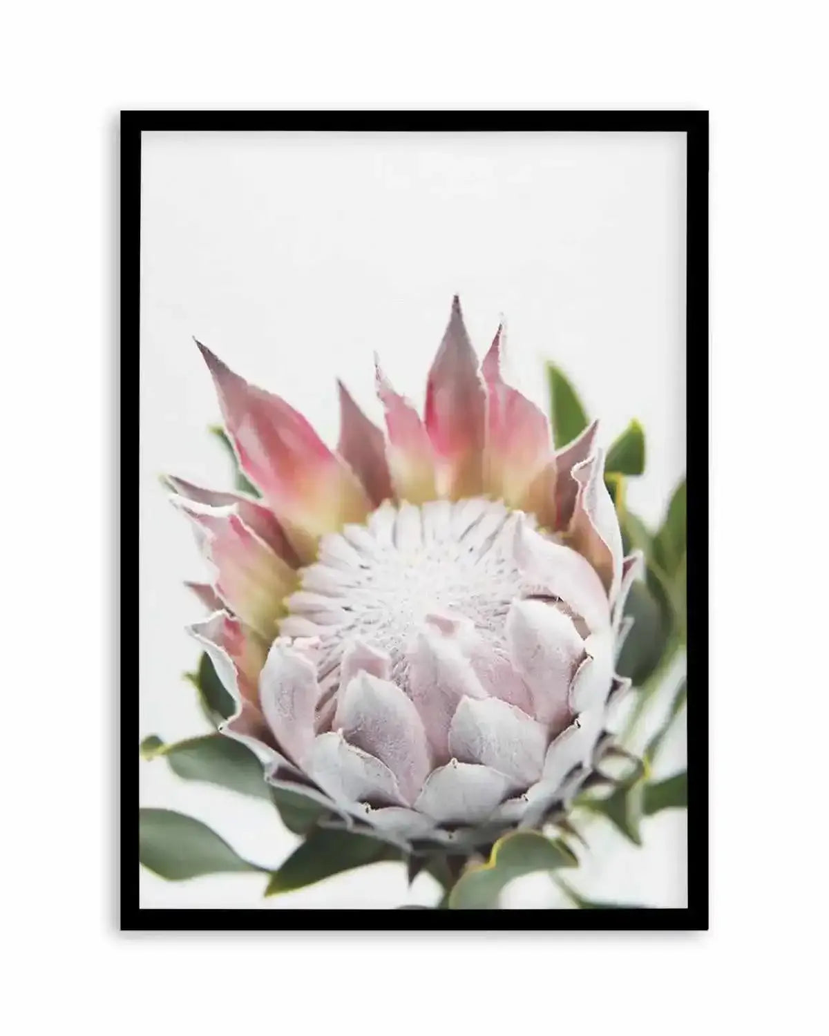 Blushing Protea Art Print from Olive et Oriel where you can shop wallpaper and artworks online