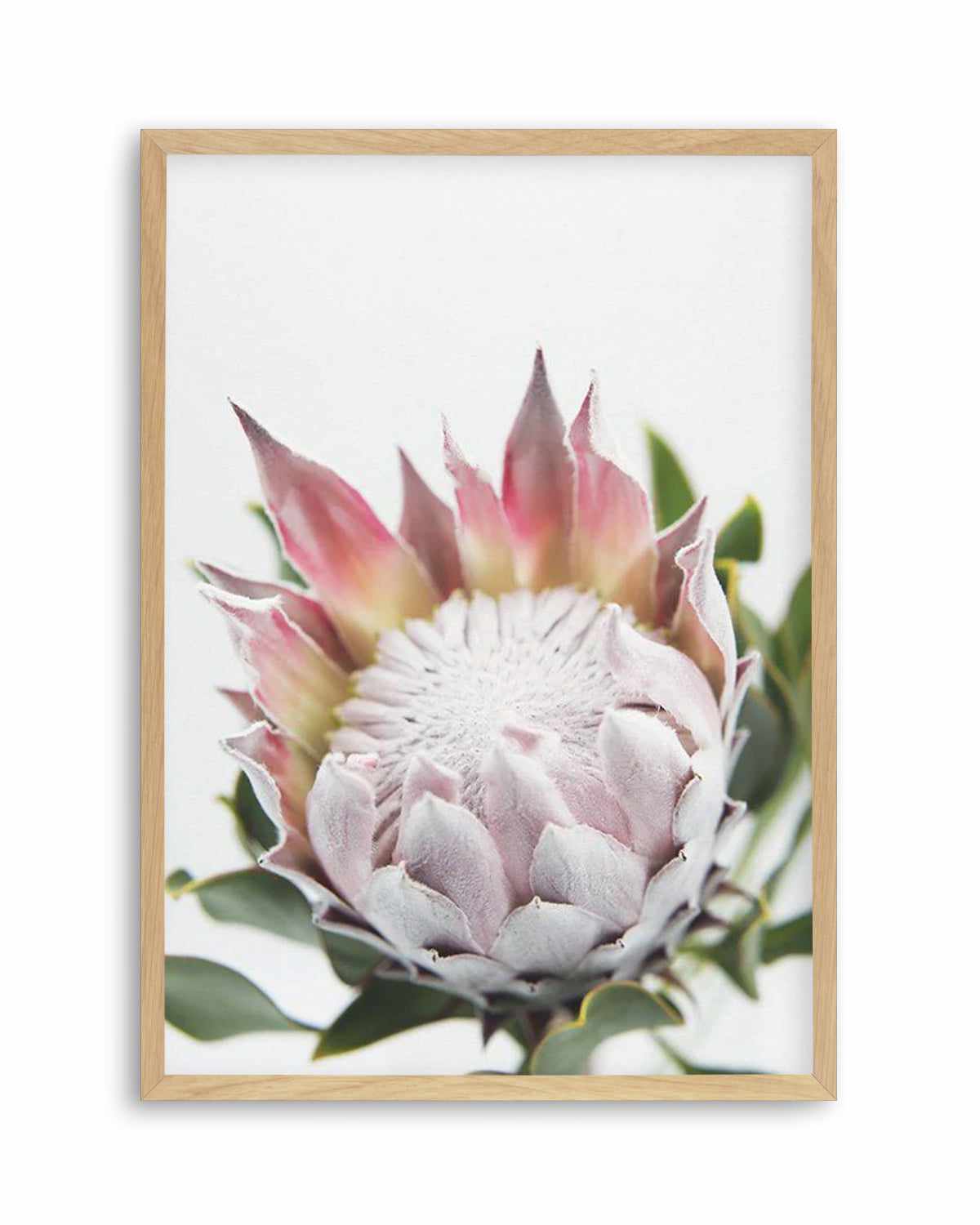 Blushing Protea Art Print