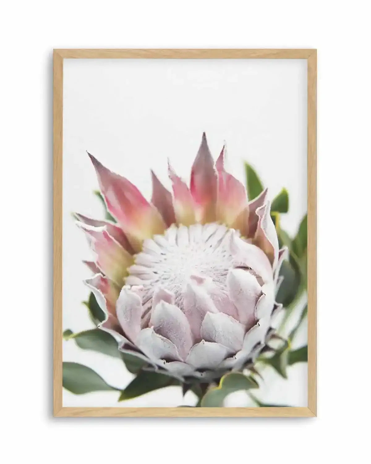 Blushing Protea Art Print from Olive et Oriel where you can shop wallpaper and artworks online