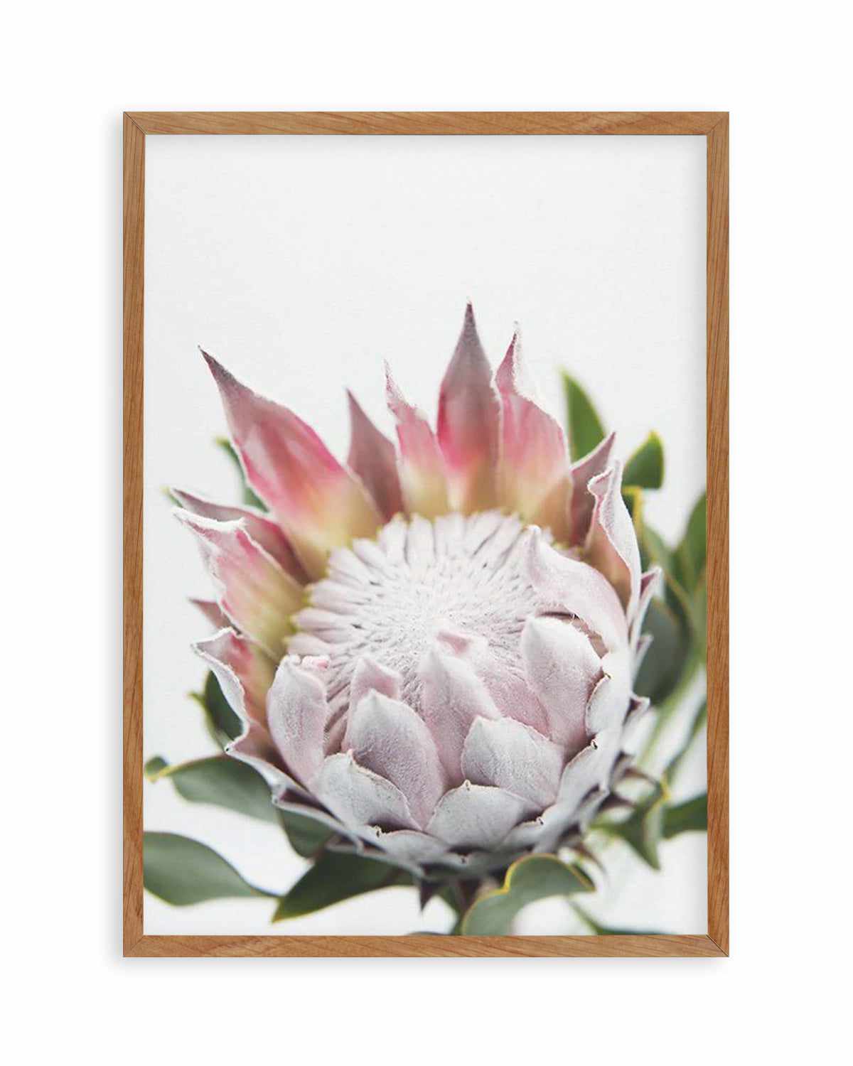 Blushing Protea Art Print