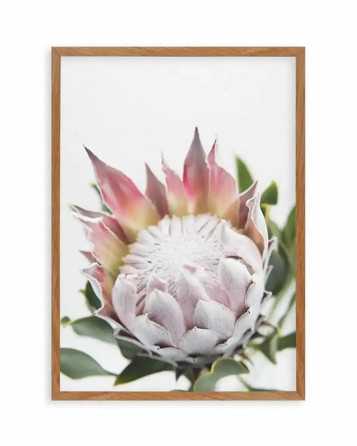 Blushing Protea Art Print from Olive et Oriel where you can shop wallpaper and artworks online