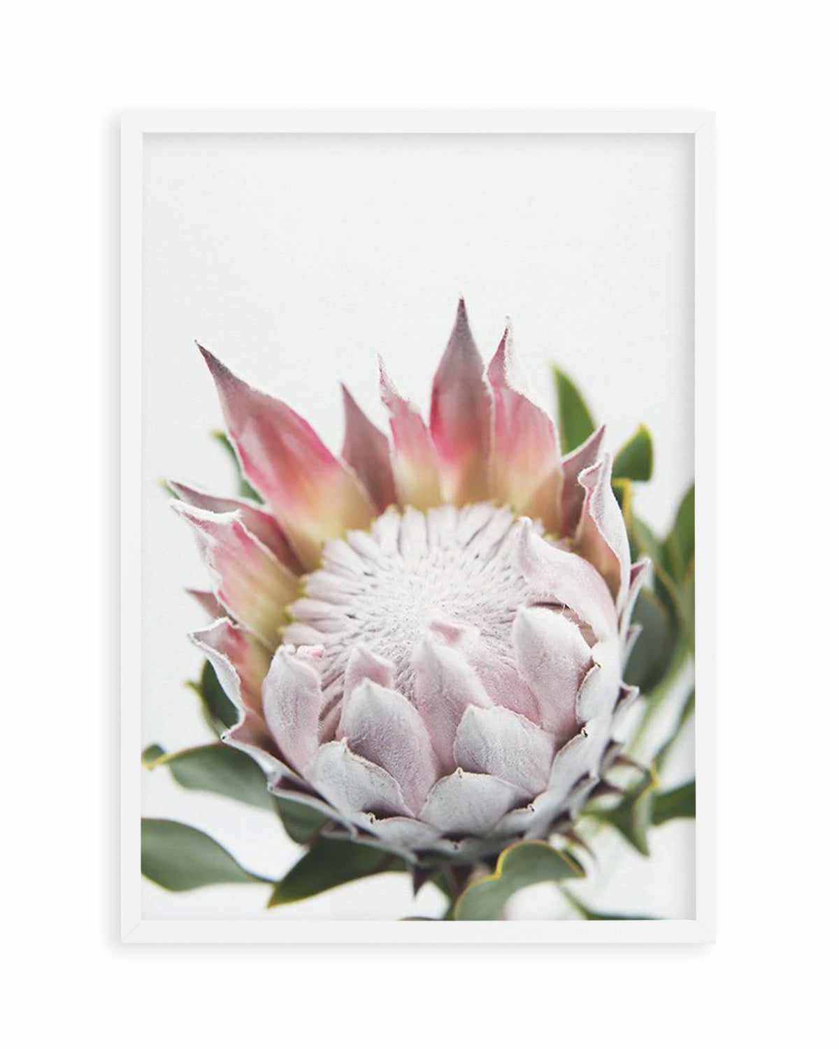 Blushing Protea Art Print