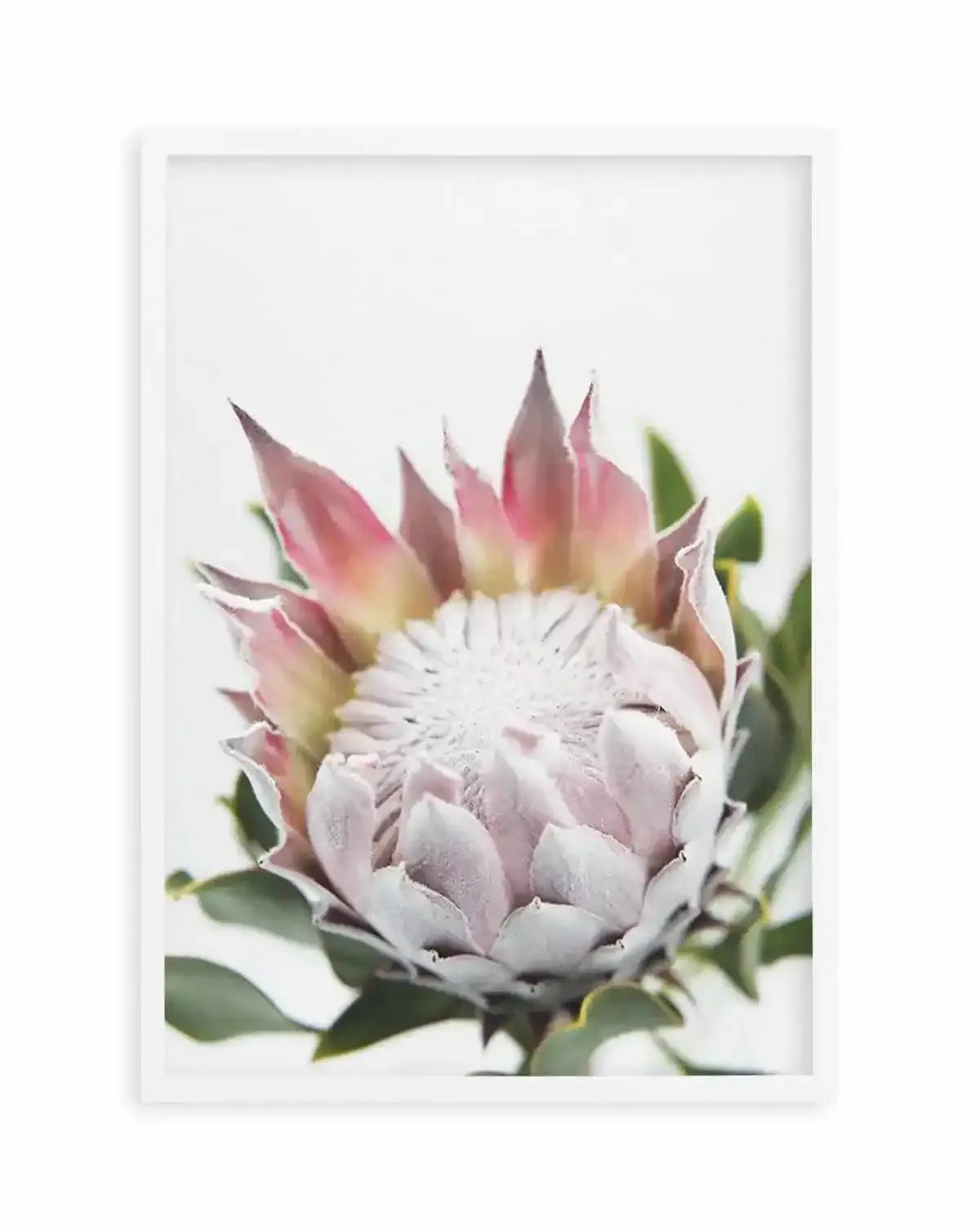Blushing Protea Art Print from Olive et Oriel where you can shop wallpaper and artworks online