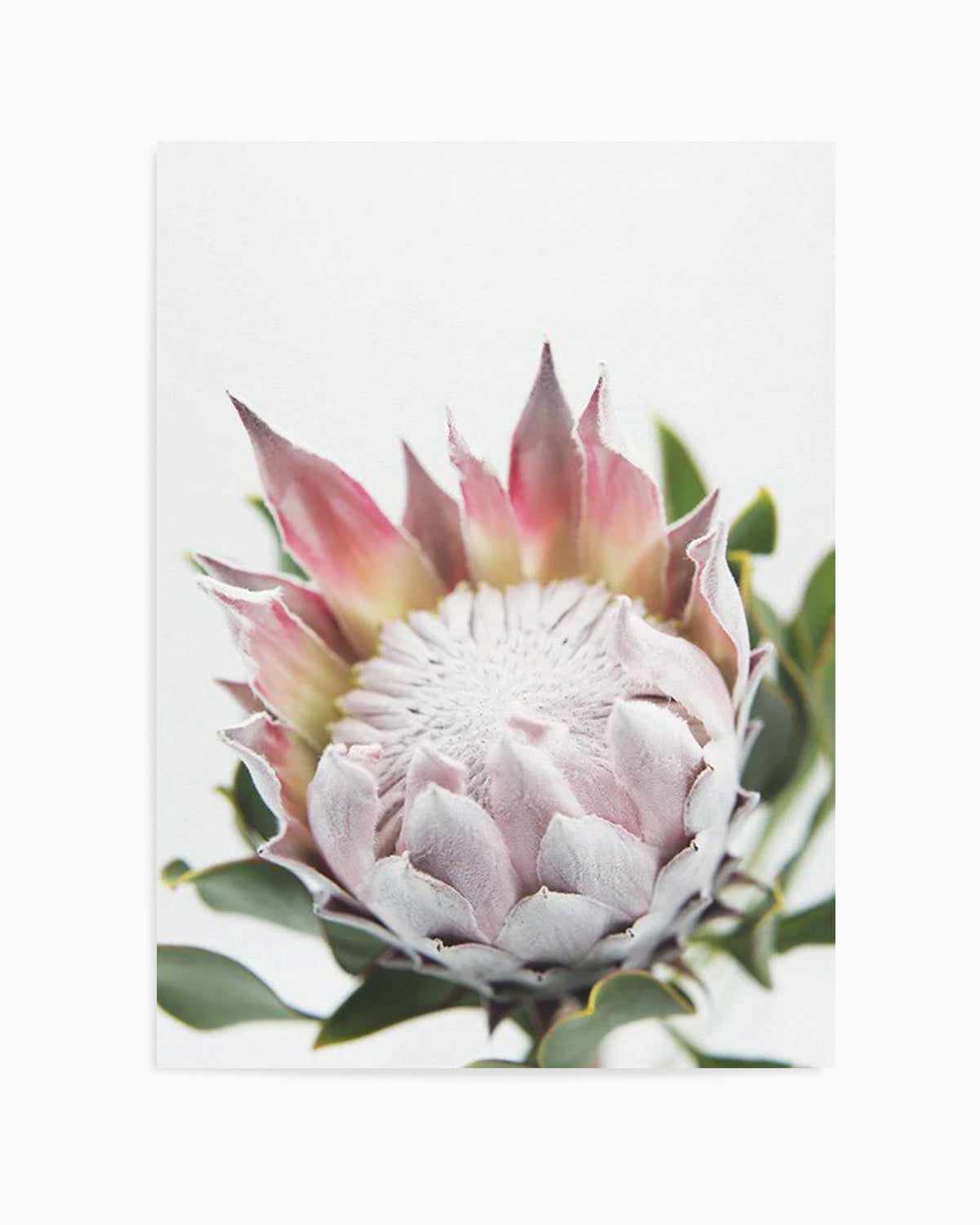 Blushing Protea Art Print