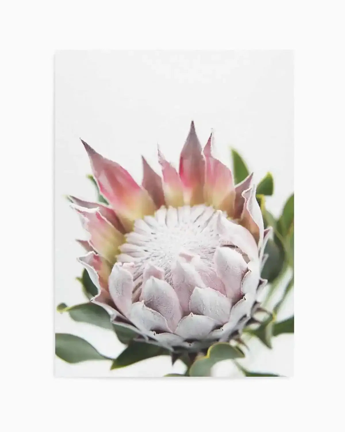 Blushing Protea Art Print from Olive et Oriel where you can shop wallpaper and artworks online
