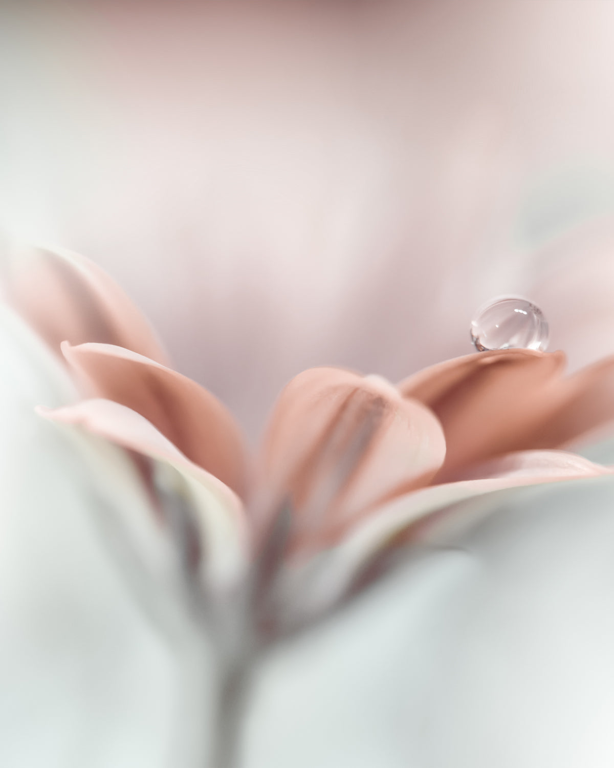 Blushing Bloom Photo Mural Wallpaper