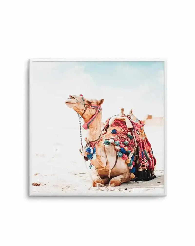 Square art print featuring a decorative camel sitting in a desert landscape, adorned with vibrant pink, blue, and teal patterned blankets and tassels. The camel's head is raised, displaying an ornate pink halter. The background shows a light blue sky and sandy terrain. The photograph has a soft, warm color palette with natural lighting. The print is displayed in a white frame with a white border.