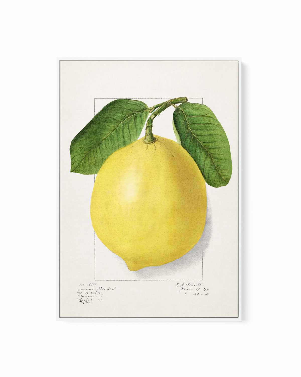 Bold Lemon Vintage Poster | Framed Canvas Art Print