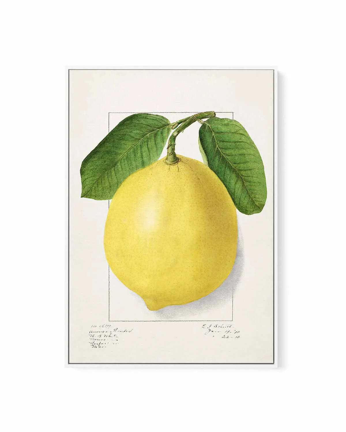 Bold Lemon Vintage Poster | Framed Canvas Art Print from Olive et Oriel where you can shop wallpaper and artworks online